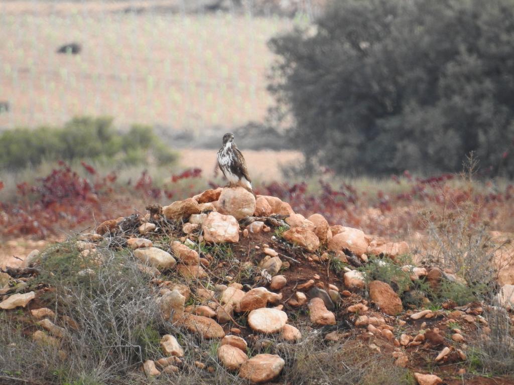 Finca El Romeral Alpera Dış mekan fotoğraf