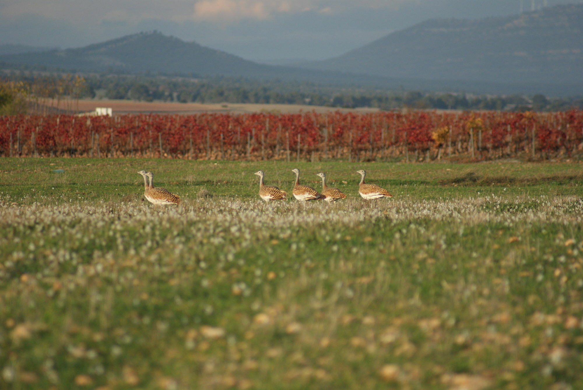 Finca El Romeral Alpera Dış mekan fotoğraf